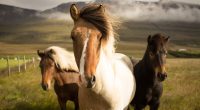 Iceland Horses8412617339 200x110 - Iceland Horses - Savanna, Iceland, Horses